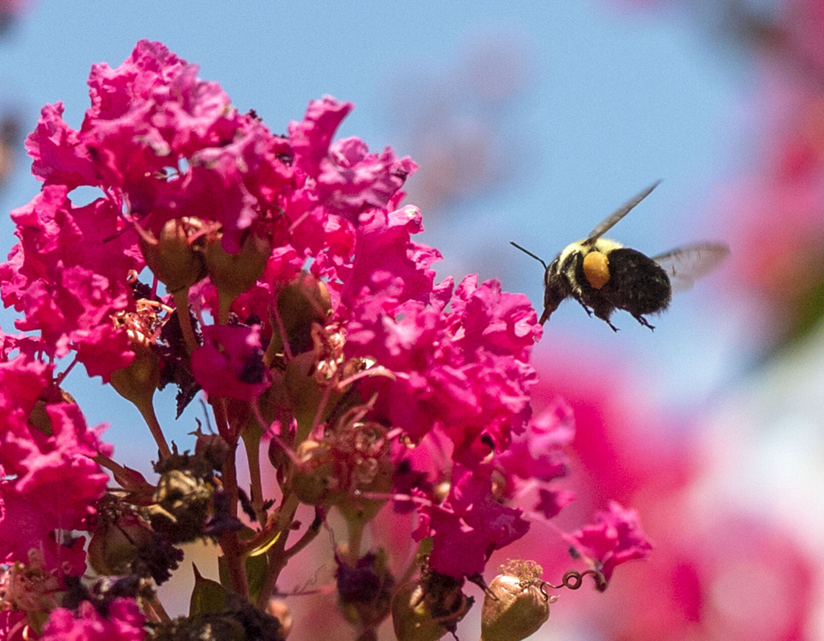 Crepe Myrtles and a Bee